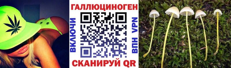 Галлюциногенные грибы Psilocybe  Козельск 